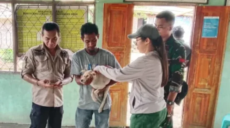 Babinsa Dampingi Vaksinasi Hewan Peliharaan di Lembata