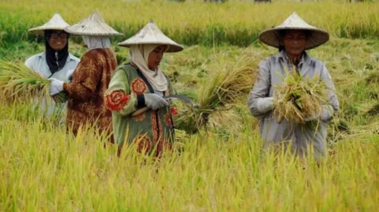 Penguatan Pertanian Ende Buka Peluang Investasi Sektor Pangan