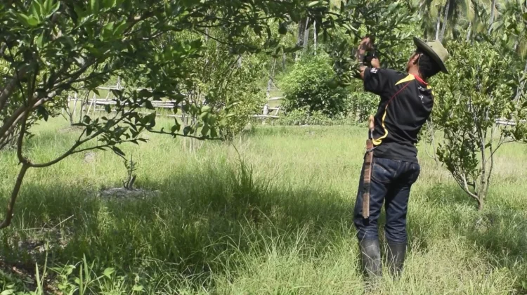 Petani Jeruk Ondorea Barat Keluhkan Pemasaran, Harap Dukungan Pemerintah