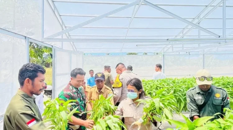 Panen Perdana Hidroponik Dorong Ketahanan Pangan Desa