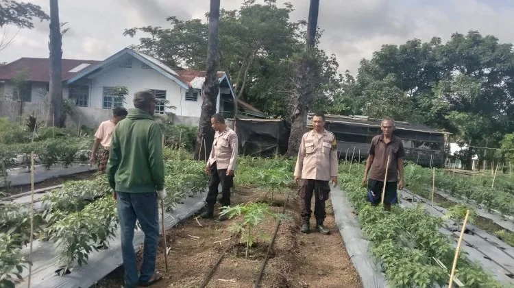 Bhabinkamtibmas Hokor Pantau Lahan Hortikultura Dukung Ketahanan Pangan