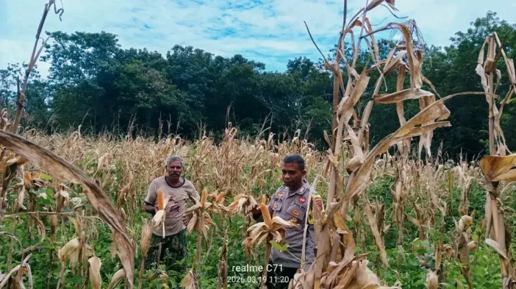 Polisi Dampingi Warga Panen Jagung di Ngada