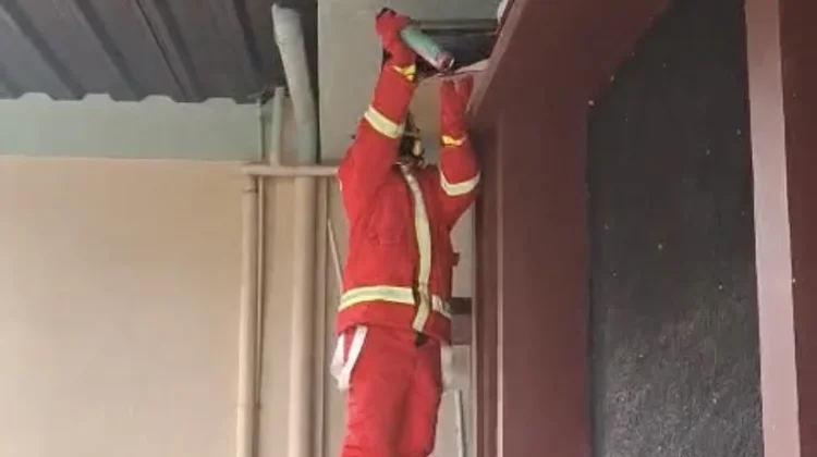 Satpol PP Manggarai Barat Tangani Sarang Lebah Meresahkan