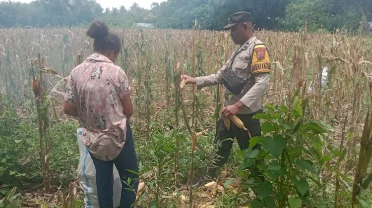 Panen Jagung Hibrida Wairkoja Bukti Ketahanan Pangan