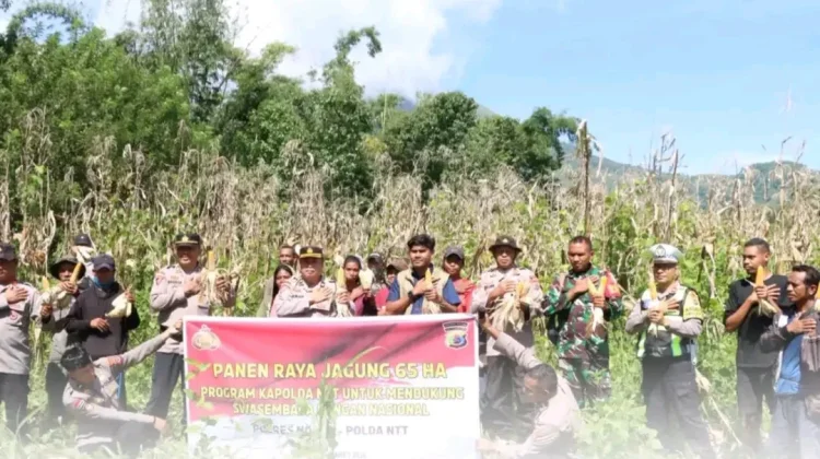 Polres Ngada Panen Raya Jagung Dukung Swasembada Pangan Nasional