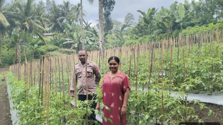 Polri Dampingi Petani Tomat Dukung Ketahanan Pangan