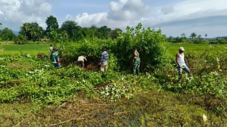 Babinsa Tanjung Bunga Bersama Warga Bersihkan Sawah Terdampak Hama