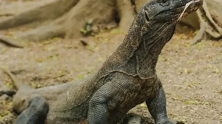 Diplomasi Hijau: Indonesia–Jepang Jalin Kerja Sama Konservasi, Komodo Dipinjamkan