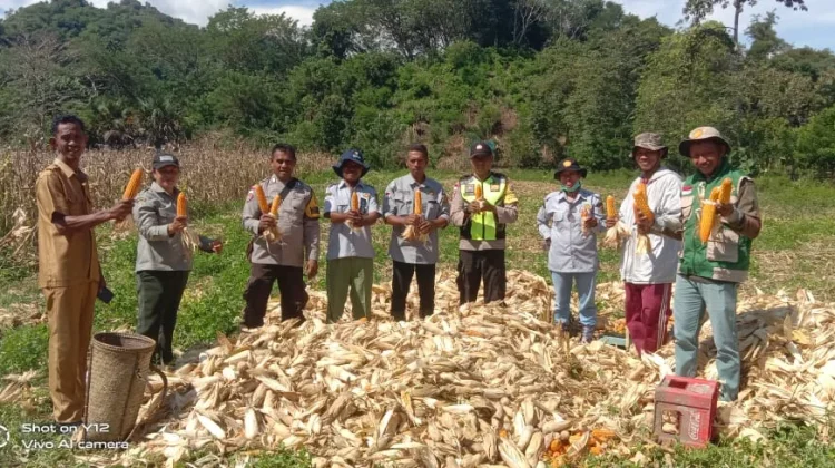 Panen Raya Jagung Maukaro Perkuat Ketahanan Pangan Desa