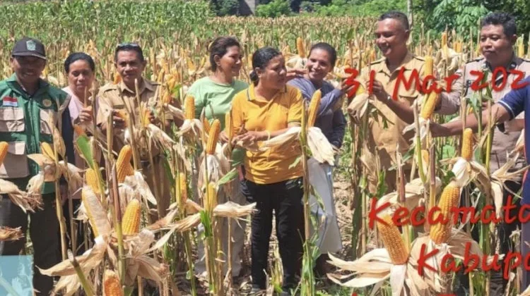 Polisi Dampingi Panen Jagung Perkuat Ketahanan Pangan Desa