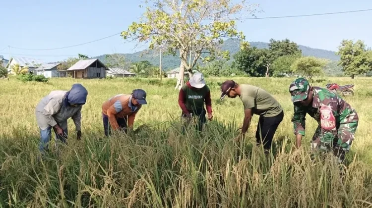 TNI Dampingi Warga Panen Padi di Golo Sepang, Dukung Ketahanan Pangan