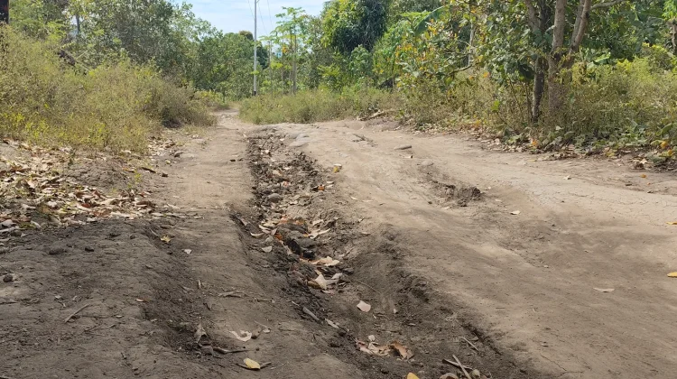 Potensi Jambu Mete Desa Alorawae Terhambat Akses Jalan Rusak