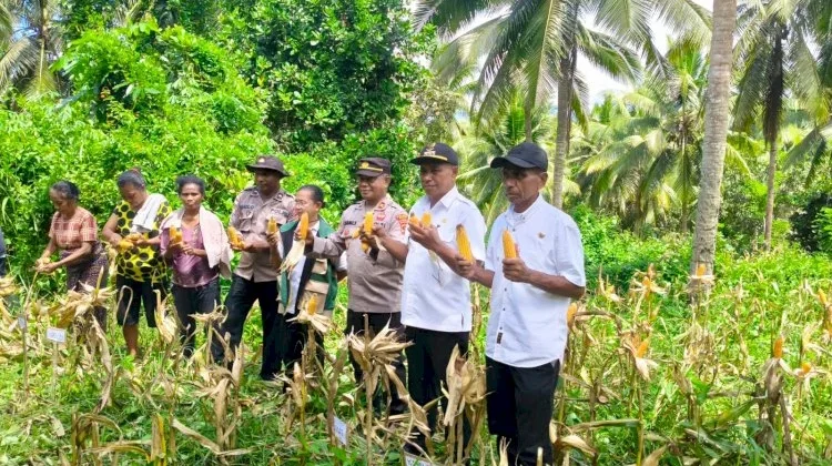 Panen Raya Jagung Perkuat Ketahanan Pangan Desa