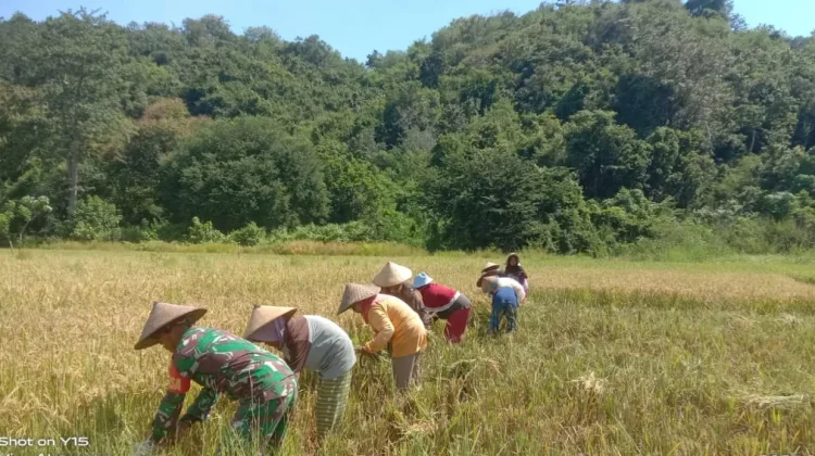 Babinsa Koramil Macang Pacar Dampingi Petani Panen Padi, Perkuat Ketahanan Pangan