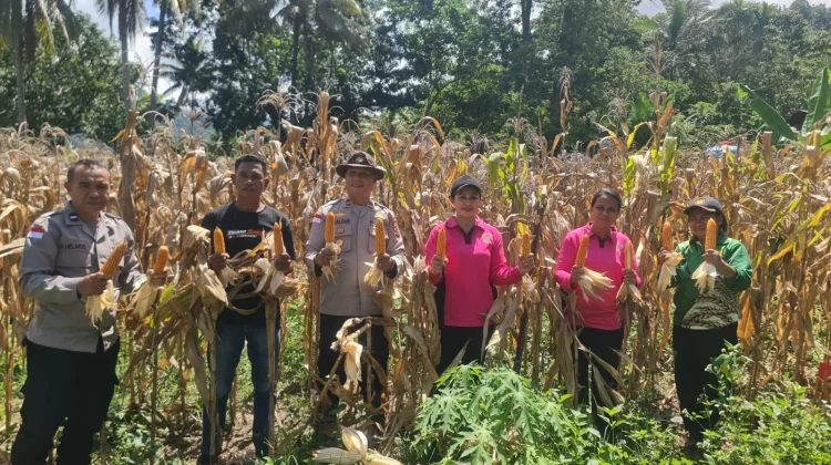 Polsek Wolowaru Panen Jagung, Hasil Tembus 10,72 Ton/Ha