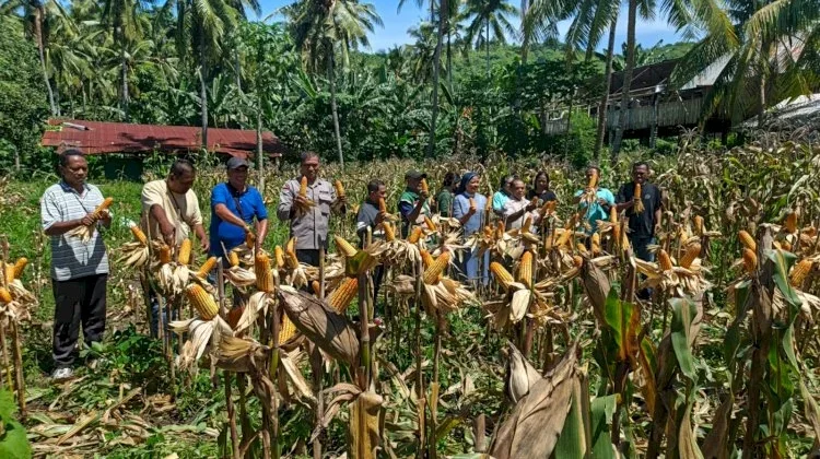 Panen Jagung Desa Lela Bukti Kemandirian Pangan