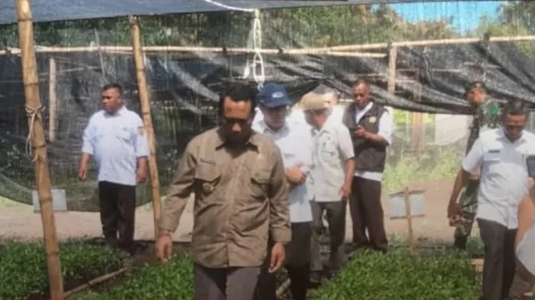 Bupati Manggarai Tinjau Persemaian Kopi, Perkuat Sektor Perkebunan Daerah