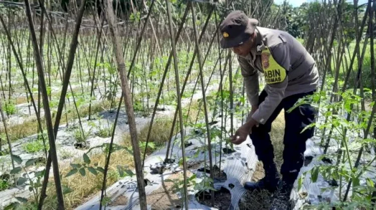 Polri Dampingi Petani Nitakloang Perkuat Ketahanan Pangan Desa