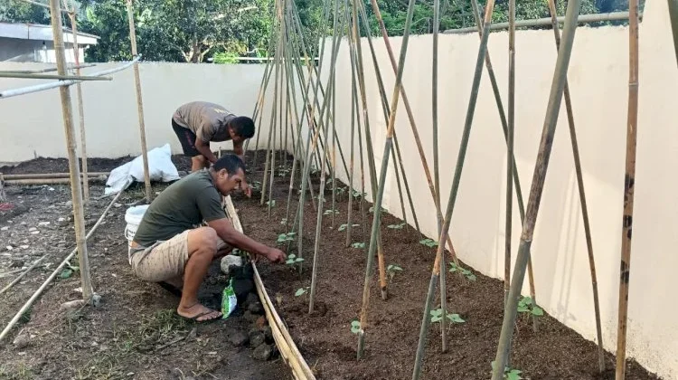 Polsubsektor Mego Optimalkan Pekarangan Dukung Ketahanan Pangan