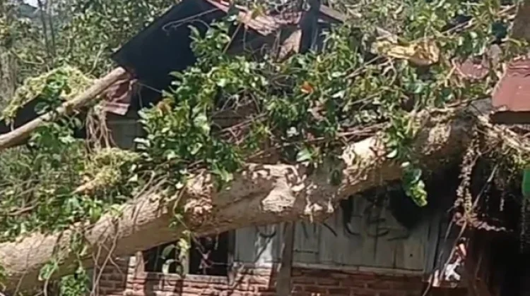 Pohon Rita Tumbang Timpa Rumah Warga Paga