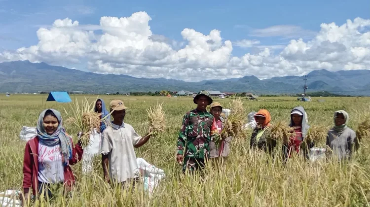 Babinsa Koramil Lembor Dampingi Petani Panen Padi di Desa Pondo