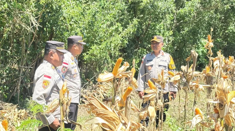 Polres Nagekeo Lakukan Pengecekan Lokasi Panen Raya Jagung
