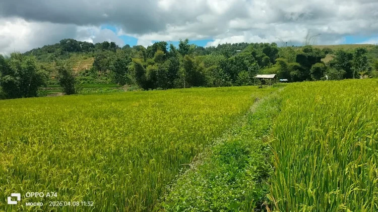 Kades Rendu Wawo Apresiasi Program Cetak Sawah dari Pemkab Nagekeo
