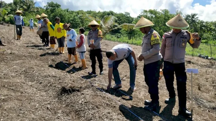 Sinergi Desa Natakoli Tanam Jagung Perkuat Pangan