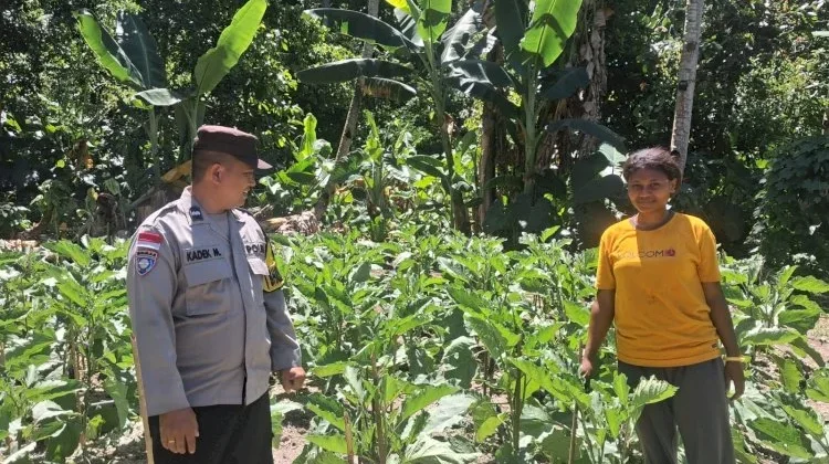 Bhabinkamtibmas Sikka Dampingi Warga Kembangkan Lahan Hortikultura