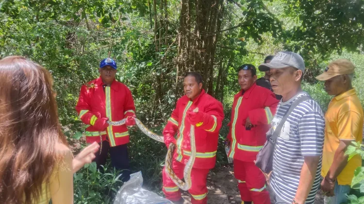 Respon Cepat Damkar Mabar, Ular Piton di Hotel Sudamala Berhasil Diamankan