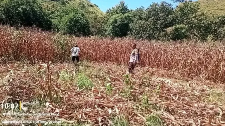 Bhabinkamtibmas Sambinasi Barat Dukung Ketahanan Pangan, Panen Jagung Capai 3 Ton
