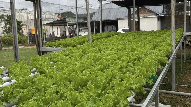Hobi Jadi Cuan, Happy Farms Hidroponik Selada Tembus Pasar Pariwisata Labuan Bajo