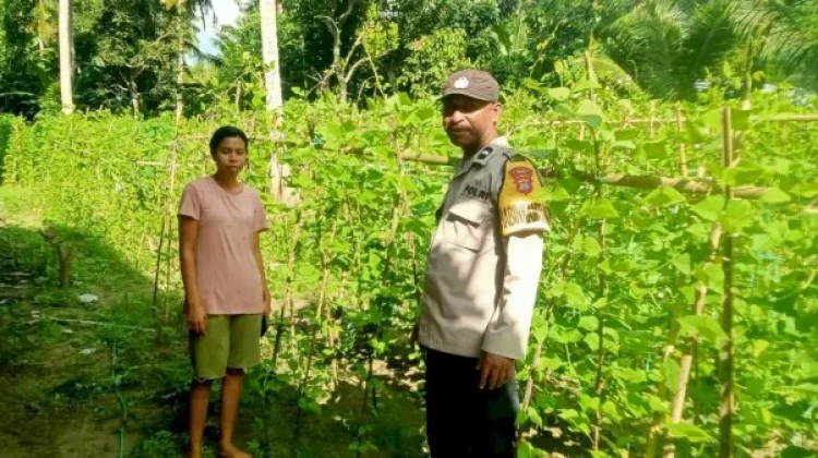Kelompok Tani Perempuan Sikka Perkuat Pangan Keluarga