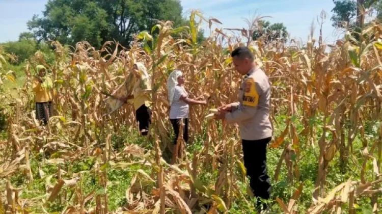 Panen Jagung Hibrida Perkuat Ketahanan Pangan Sikka