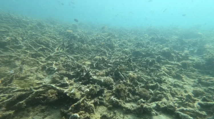 Terumbu Karang TN Komodo Rentan, Aktivitas Wisata Perlu Pengendalian