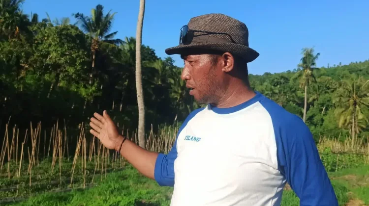 Kades Tilang Kembangkan Hortikultura Berbasis Air Sungai