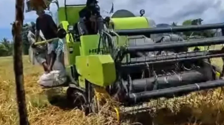 Panen Padi di Reok Gunakan Combine Harvester, Tekan Biaya dan Tingkatkan Efisiensi