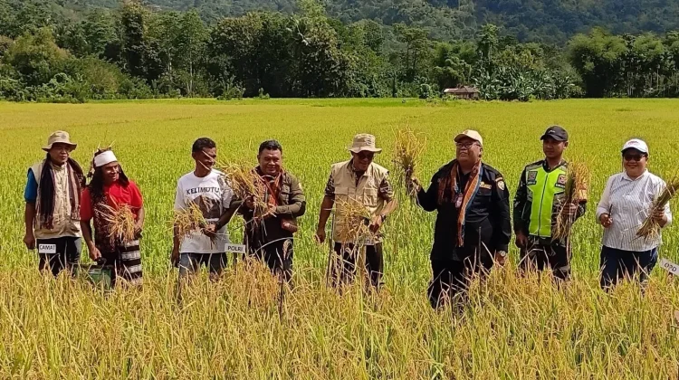 Bupati Ende Hadiri Panen Perdana Padi Organik di Wewaria