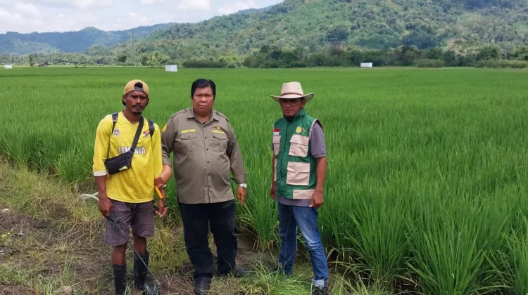 Respons Cepat Distan Ende Tekan Ancaman Produksi Padi di Wewaria