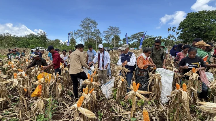Bupati Lembata Lakukan Pembelian Jagung Perdana di Bukit Batu