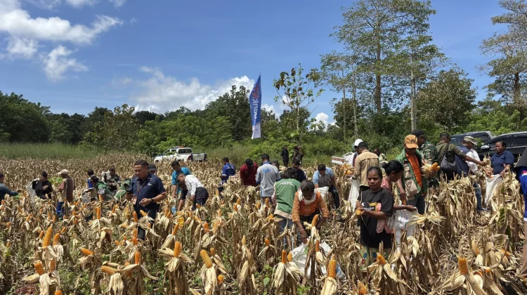 Produksi Jagung Bukit Batu Capai 1,49 Ton