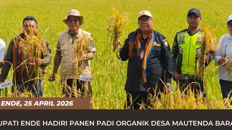 Panen Padi Organik, Bupati Dorong Pertanian Berkelanjutan