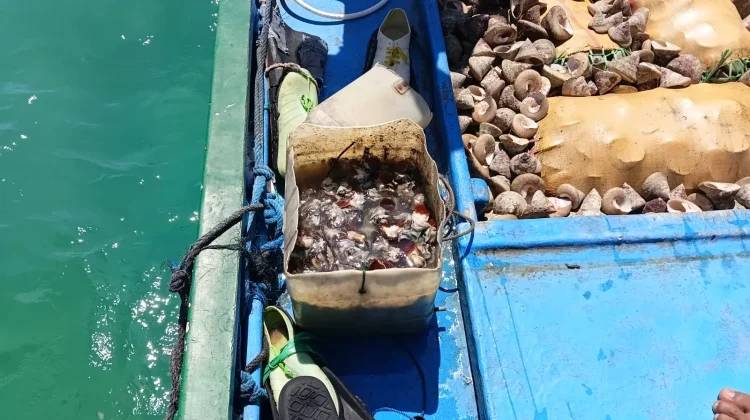 Satpolairud Ende Gagalkan Penyelundupan 3 Ton Keong Lola Ilegal