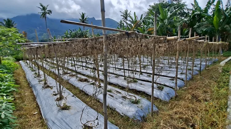Petani Ndona Keluhkan Irigasi Rusak Dua Tahun