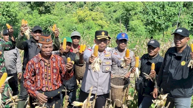 Polres Manggarai Panen Jagung Kuartal II, Dukung Ketahanan Pangan Nasional