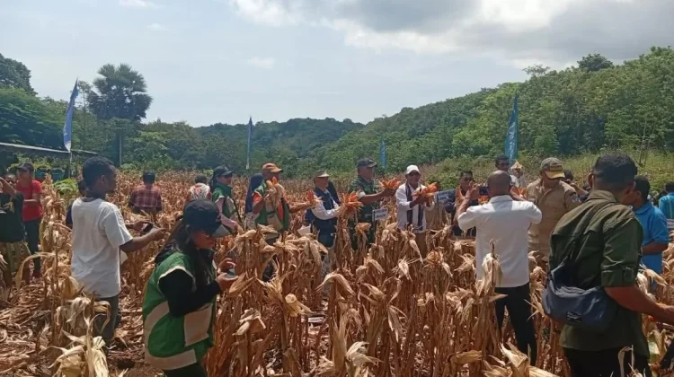 Panen Raya Aramengi Dihadiri Bupati, TNI Dukung Produktivitas Petani