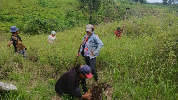 Jadi Kado Hari Kartini, Enam KTH Perempuan di Flores Terima SK Perhutanan Sosial
