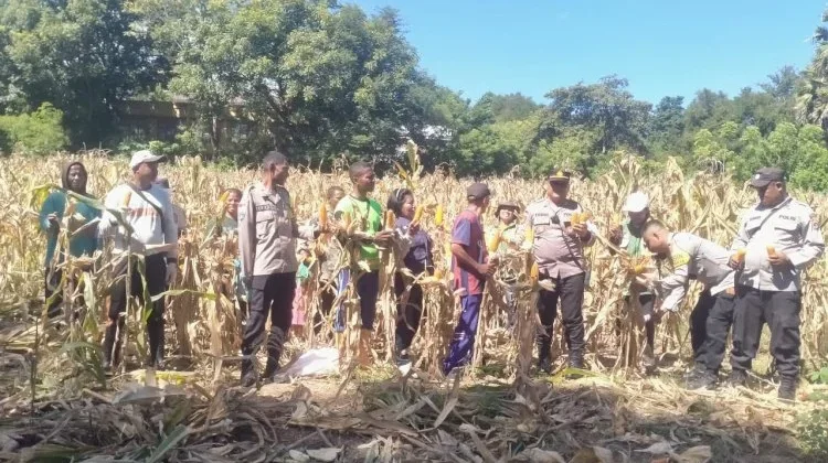 Panen Jagung Serentak Sikka Perkuat Ketahanan Pangan