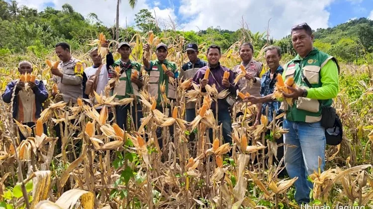 Panen Jagung Sumo Sakti Perkuat Ketahanan Pangan Sikka