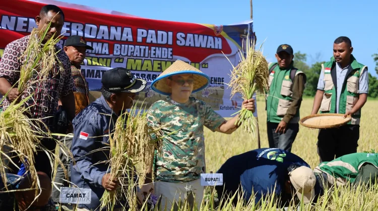 Bupati Ende Panen Perdana Padi Sawah Kelompok Tani Ma’e Welu di Desa Kota Baru